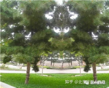 北方园林绿化常用乔木总述