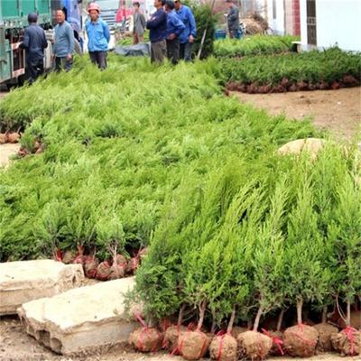50公分60公分沙地柏价格及产地行情——园林绿化苗木选购指南
