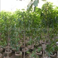 匠心筑绿，品质造景 东莞市新艺园林绿化工程有限公司探析